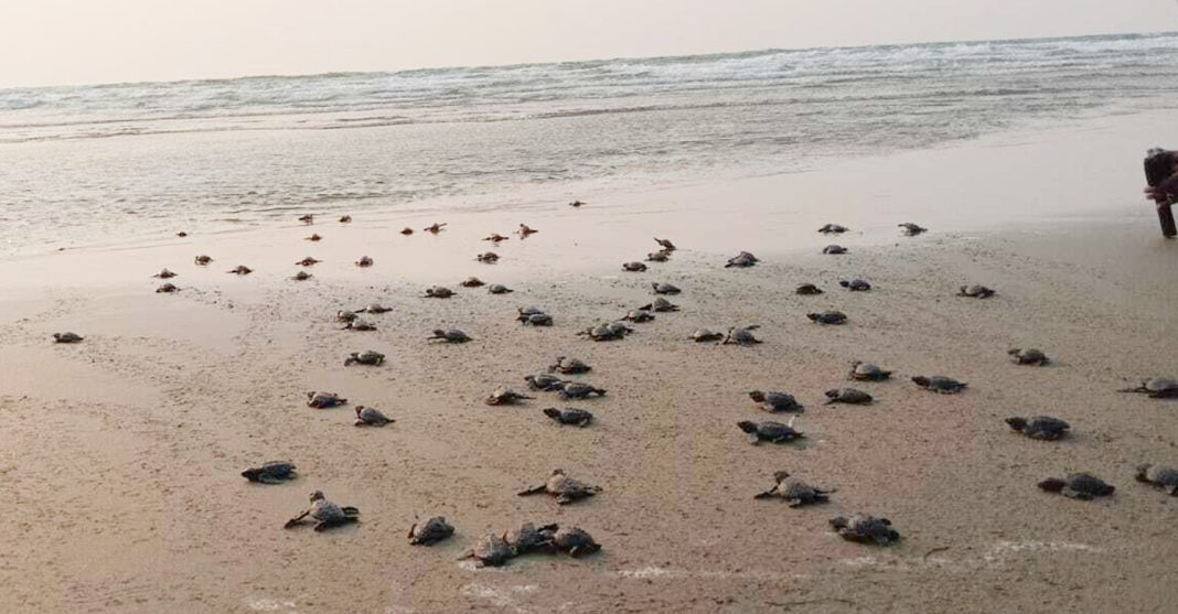 টেকনাফ সাগরে আরও ৩৫০ কাছিমছানা অবমুক্ত